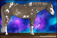 Horse Color:White Spotted Chocolate Palomino Splash Rabicano