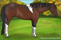 Horse Color:Brown Tobiano Rabicano