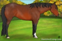 Horse Color:Bay Frame 
