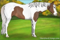 Horse Color:Silver Brown Splash Tobiano 