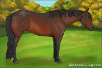 Horse Color:Bay Rabicano