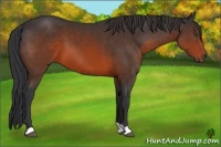 Horse Color:Brown 