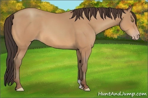 Horse Color:Amber Champagne 