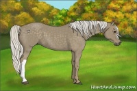 Horse Color:Silver Smoky Blue Roan