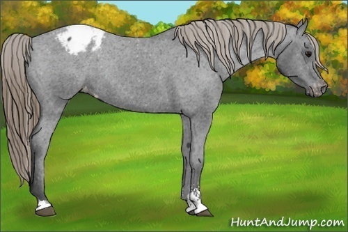 Horse Color:Smoky Black Sabino Varnish Rabicano 