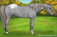 Horse Color:Smoky Black Sabino Varnish Rabicano 