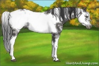 Horse Color:Black Sabino Frame Rabicano 