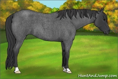 Horse Color:Blue Roan 