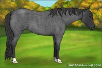 Horse Color:Blue Roan 
