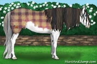 Horse Color:Plaid Buckskin Splash