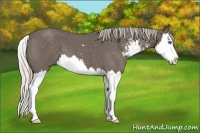 Horse Color:Silver Blue Roan Sabino Splash 