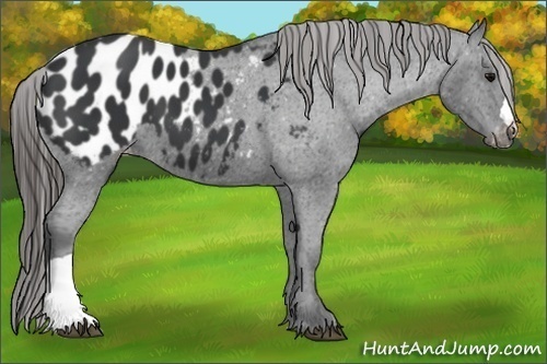 Horse Color:Black Appaloosa 