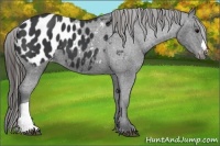 Horse Color:Black Appaloosa 