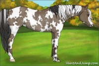 Horse Color:White Spotted Buckskin Rabicano 
