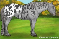 Horse Color:Blue Roan Appaloosa 