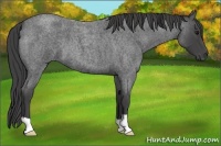 Horse Color:Smoky Blue Roan 