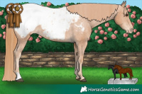 Horse Color:Chestnut Snowcap 