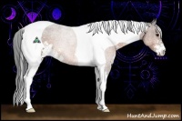 Horse Color:Bay Sabino Tobiano Rabicano 