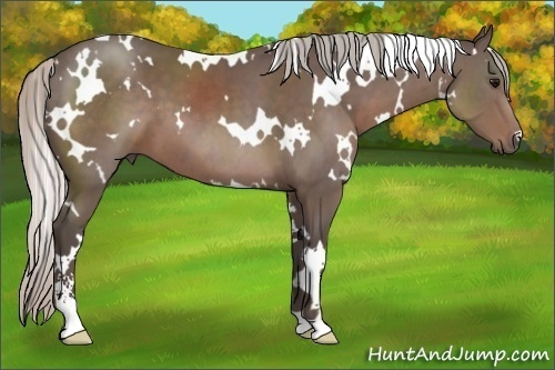Horse Color:White Spotted Silver Black Sabino 