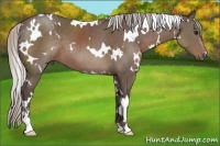 Horse Color:White Spotted Silver Black Sabino