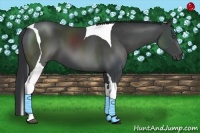 Horse Color:Black Sabino Tobiano