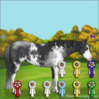 Horse Color:Black Sabino Splash