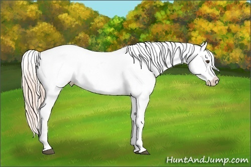 Horse Color:Palomino Roan Dun Blanket