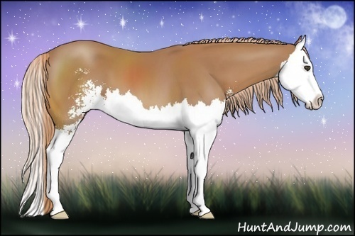 Horse Color:Chestnut Sabino Splash 