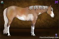 Horse Color:Silver Brown Sabino 