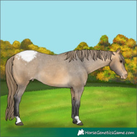 Horse Color:Buckskin Appaloosa