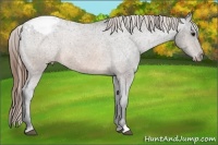 Horse Color:Buckskin Appaloosa 