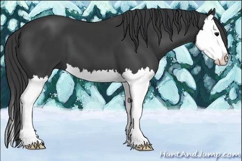 Horse Color:Smoky Black Splash