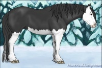 Horse Color:Smoky Black Splash