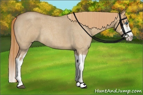 Horse Color:Red Dun Roan Splash Frame Rabicano