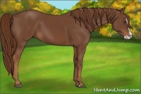 Horse Color:Chestnut Splash