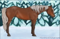 Horse Color:Silver Bay 