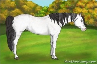 Horse Color:White Spotted Buckskin