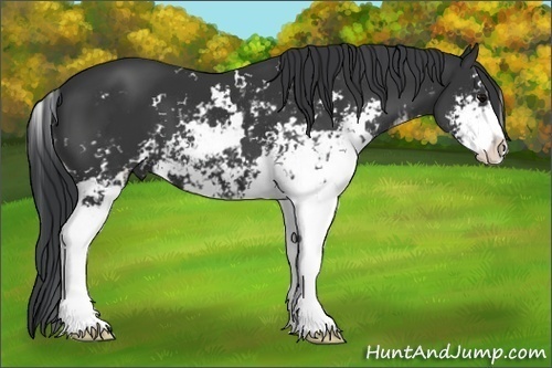 Horse Color:Black Sabino 