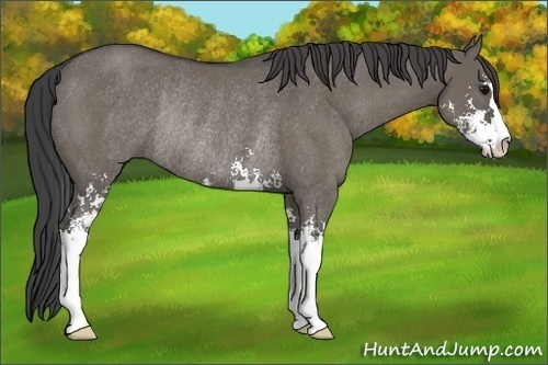 Horse Color:Smoky Grullo Sabino Rabicano