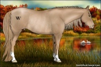Horse Color:Liver Chestnut Pearl Rabicano 