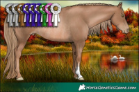 Horse Color:Liver Chestnut Pearl Rabicano 