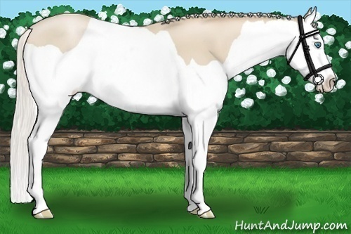 Horse Color:Silver Smoky Black Pearl Splash