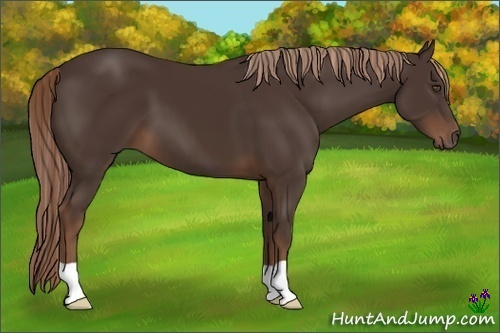 Horse Color:Liver Chestnut 