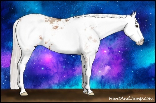Horse Color:Silver Bay Sabino