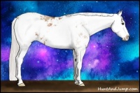 Horse Color:Silver Bay Sabino 