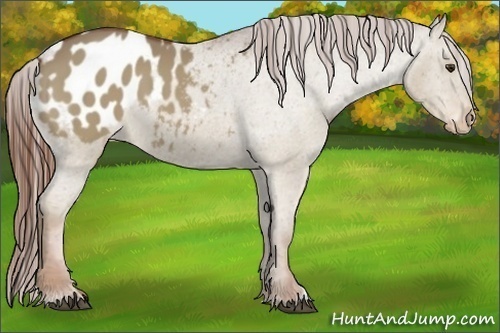 Horse Color:Red Dun Appaloosa 