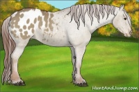 Horse Color:Red Dun Appaloosa