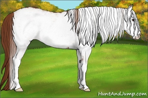 Horse Color:White Spotted Chestnut