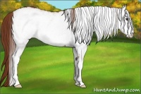 Horse Color:White Spotted Chestnut 
