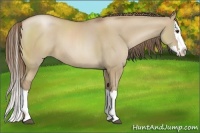 Horse Color:Grullo Roan Pearl Splash